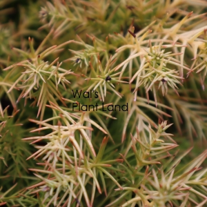 CRYPTOMERIA JAP MONSTROSA NANA