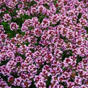 THYME PINK CARPETING HOME GARDEN