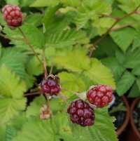 BOYSENBERRY TASMAN