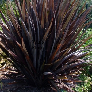 PHORMIUM DARK DELIGHT