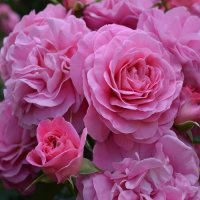 ROSE BUSH SKYLA ROSE F