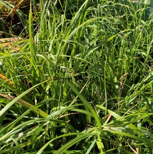 CHIONOCHLOA FLAVICANS (GREEN TUSSOCK)