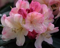 RHODODENDRON PERCY WISEMAN