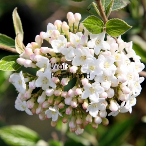 VIBURNUM BURKWOODII