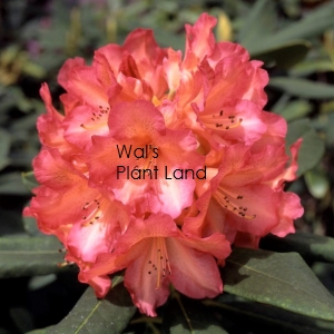 RHODODENDRON WHITNEY