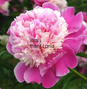 PAEONIA CORA STUBBS (PEONY)