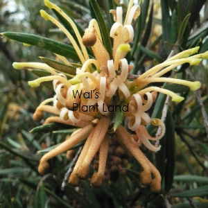 GREVILLEA AUDREY X VICTORIA