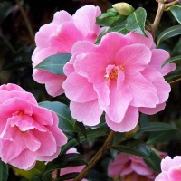 CAMELLIA DONATION