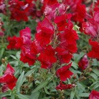 ANTIRRHINUM SONNET RED