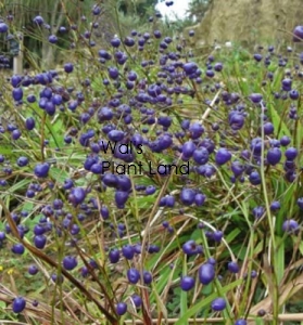 DIANELLA NIGRA BLUEBERRY