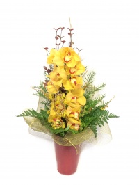 EXQUISITE ORCHID YELLOW