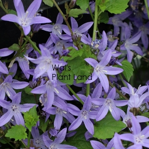 CAMPANULA BLUE WATERFALL