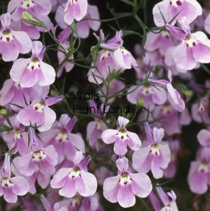 LOBELIA TRAILING LILAC