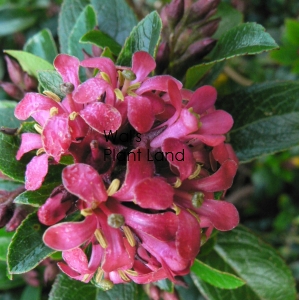 ESCALLONIA RED DREAM