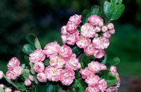 CRATAEGUS ROSEO PLENA