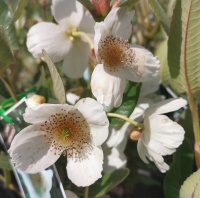 EUCRYPHIA CORDIFOLIA