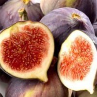 FIG VLASSOFF