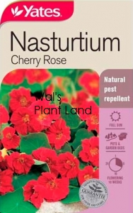 NASTURTIUM CHERRY ROSE SEED PACKET