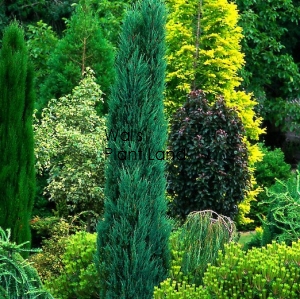 CUPRESSUS semp. TOTEM BLUE