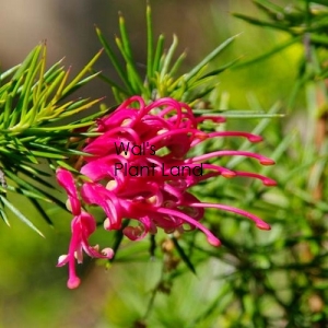 GREVILLEA CANBERRA GEM