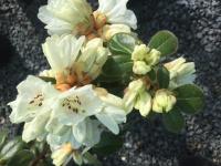 RHODODENDRON LUCY LOU