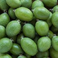 FEIJOA UNIQUE