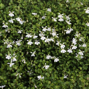 PRATIA ANGULATA