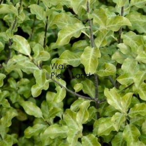 PITTOSPORUM TENUIFLORIUM (BLACK MATIPO)