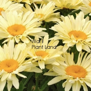 LEUCANTHEMUM BANANA CREAM