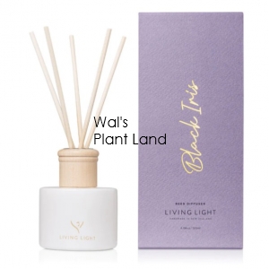 BLACK IRIS REED DIFFUSER LIVING LIGHT