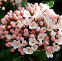 VIBURNUM ANNE RUSSELL