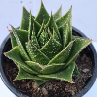 ALOE ARISTATA COSMO