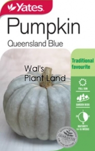 PUMPKIN QUEENSLAND BLUE SEED PACKET