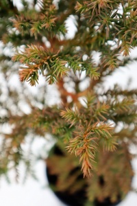 CRYPTOMERIA JAP LITTLEWORTH GNOME