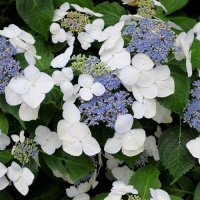 HYDRANGEA LIBELLE