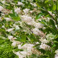 CLETHRA ALNIFOLIA