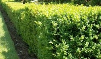 BUXUS SEMPERVIRENS 6PK