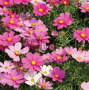 COSMOS DWARF MIXED