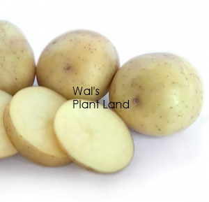 POTATOES SEED NADINE 3KG BAG