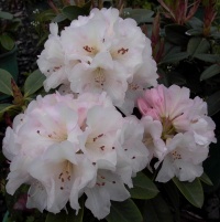 RHODODENDRON UNIQUE