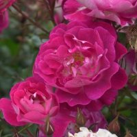 ROSE BUSH PURPLE PIZZAZZ F