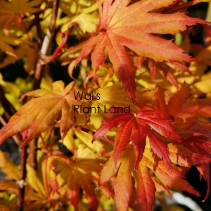 ACER PAL AUTUMN MOON