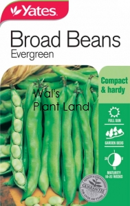 BROAD BEANS EVERGREEN NZ SEED PACKET