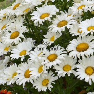 LEUCANTHEMUM DAISY MAY