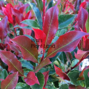 PHOTINIA RED TIPS