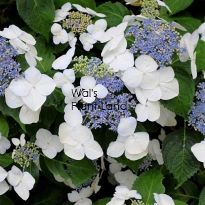 HYDRANGEA LIBELLE