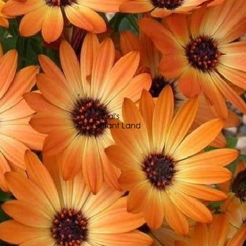 OSTEOSPERMUM MARGARITA [PLAROSTMAR] - $ : Wals Plant Land!, For all  your shrubs and trees at prices that please