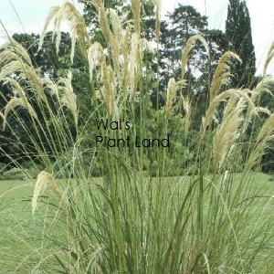 AUSTRODERIA RICHARDII - SYN CORTADERIA RICHARDII