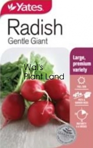 RADISH GENTLE GIANT SEED PACKET