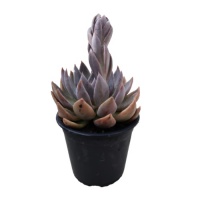 ECHEVERIA ROSEA SILVER QUEEN